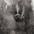 Bee in Flight - Ink Print