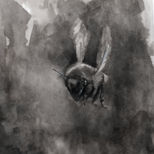 Bee in Flight - Ink Print