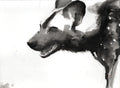 Hyena